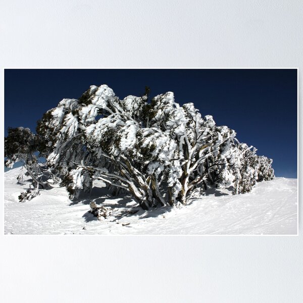 Item preview, Snow Gums at Mt Hotham designed and sold by Charles Kosina.