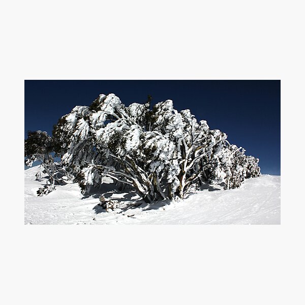 Item preview, Snow Gums at Mt Hotham designed and sold by Charles Kosina.