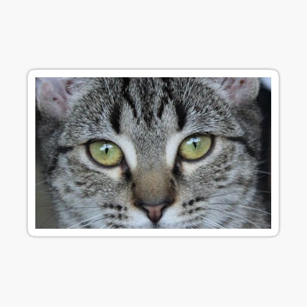Tabby Cat's Eye Sticker
