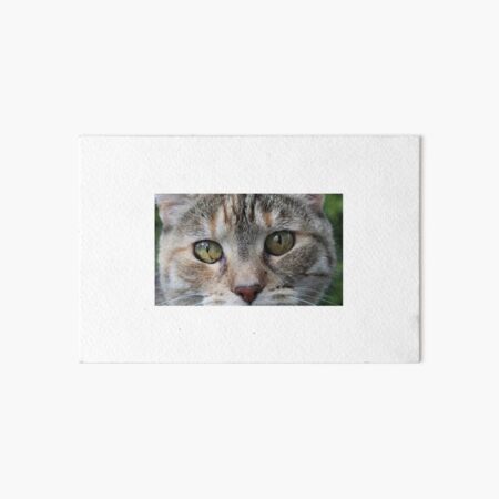 Brown Tabby Cat Art Board Print