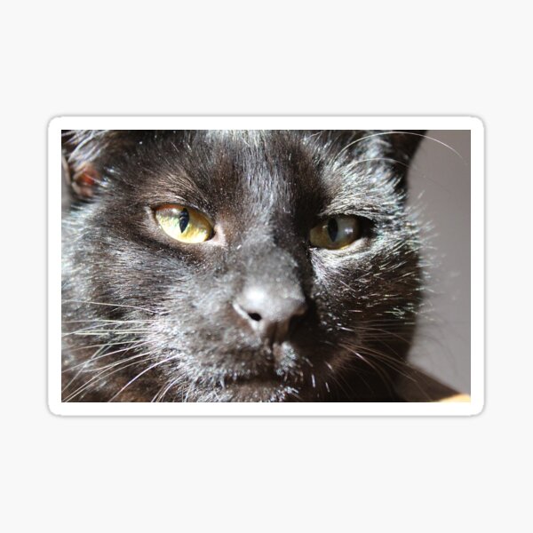 Lucky Black Cat Sticker