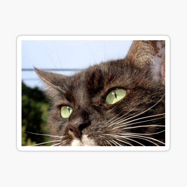 Tuxedo Cat with Sparkling Eyes Sticker
