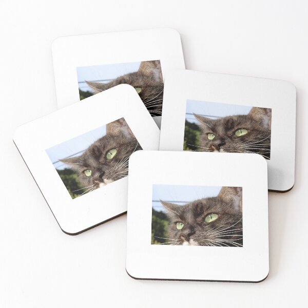 Item preview, Gato de esmoquin con ojos brillantes designed and sold by Dash Kitten Photos.