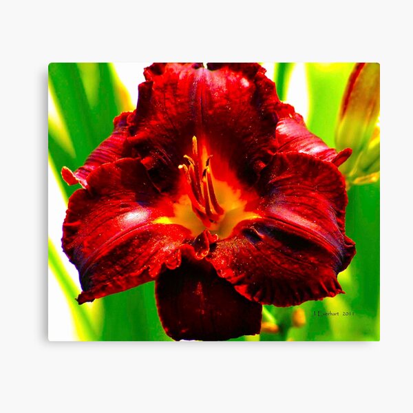 Garnet Beauty Canvas Print