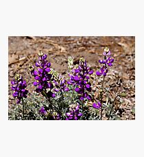 "Lupine in The Sun" Photographic Print