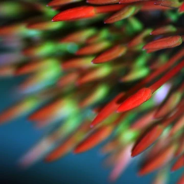 Artwork thumbnail, Fiery by Ravi Ghattamaneni