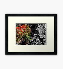 "Indian Paintbrush" Framed Print