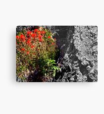 "Indian Paintbrush" Metal Print
