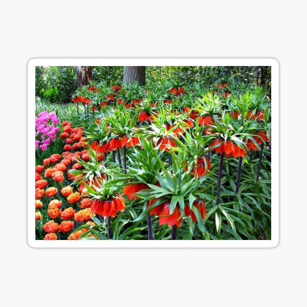 Orange Crown Imperials - Quintessentially Keukenhof Sticker