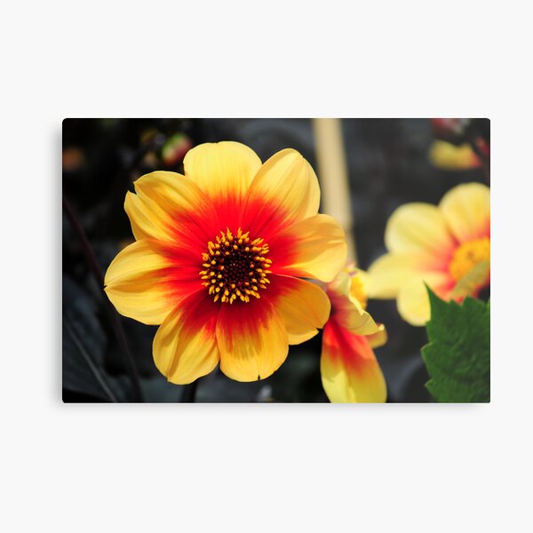 Eden Project flower Metal Print