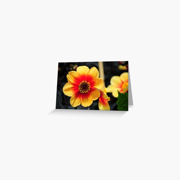 Eden Project flower Greeting Card