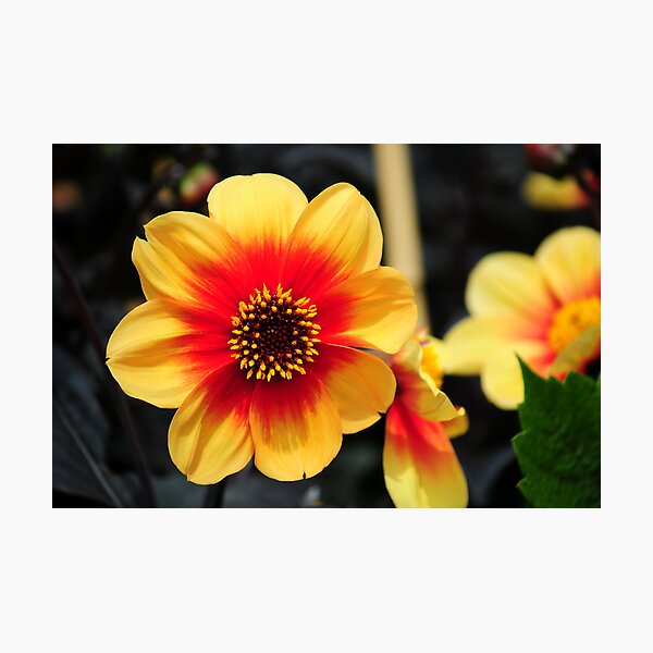Eden Project flower Photographic Print