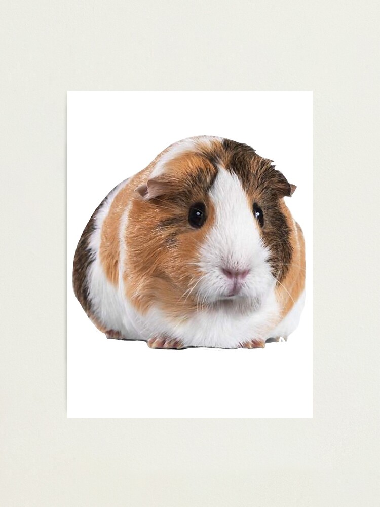 Cute Guinea Pig Photographic Print By Millerdesigns Redbubble