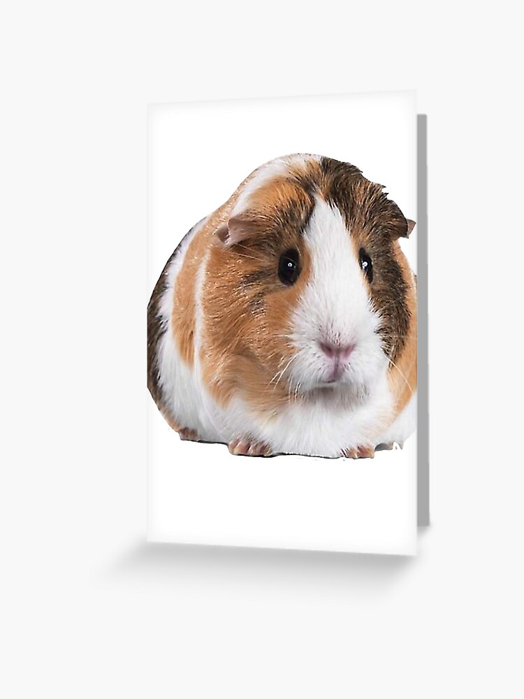 the cutest guinea pig