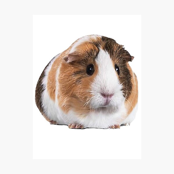 Hamster Guinea Pig Cost Petsmart Hairless Guinea Pig For Sale Petco