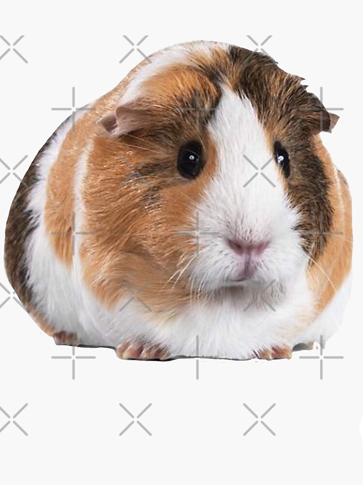 Sweet guinea outlet pig