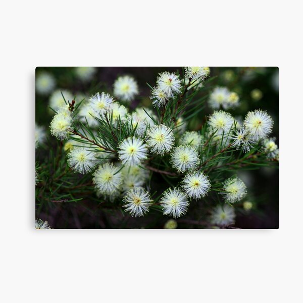 Item preview, Melaleuca nodosa designed and sold by andrachne.