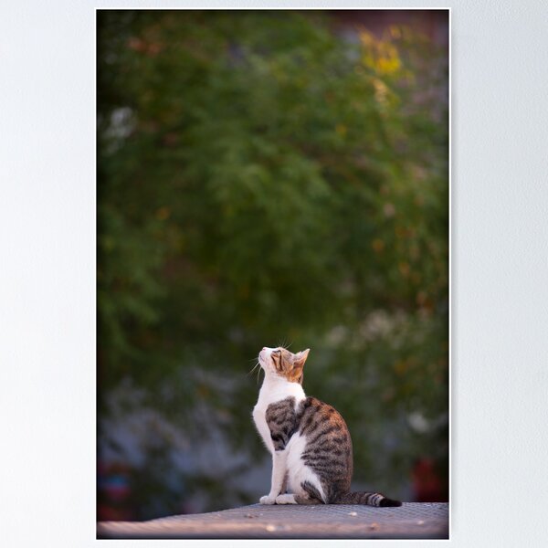 Item preview, Cats of Turkey 7 designed and sold by Lidia D'Opera Photographer.