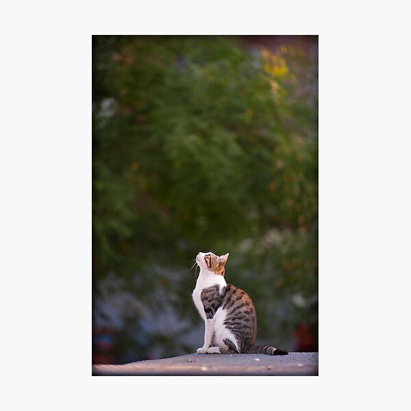 Item preview, Cats of Turkey 7 designed and sold by Lidia D'Opera Photographer.