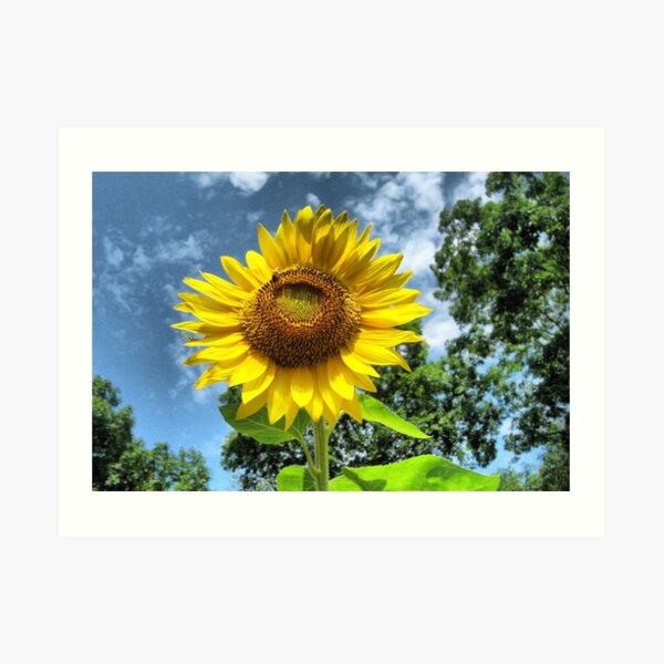 You Are My Sunshine ~ Make-A-Wish-Sunflowers Art Print