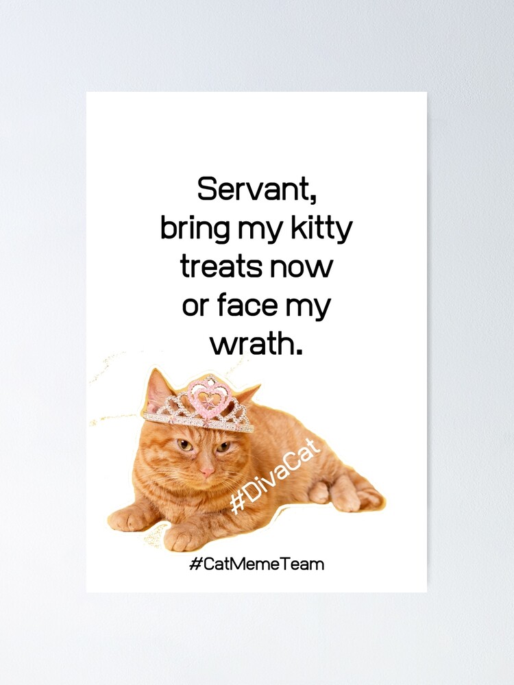 DivaCat Funny Cat Meme Funny Cat Quotes DivaCat Funny Cat Meme Funny Cat Quotes
