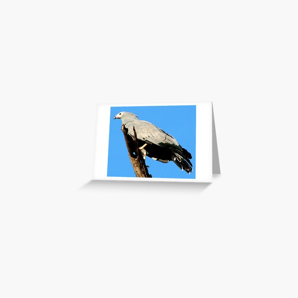 African Harrier Hawk Greeting Card