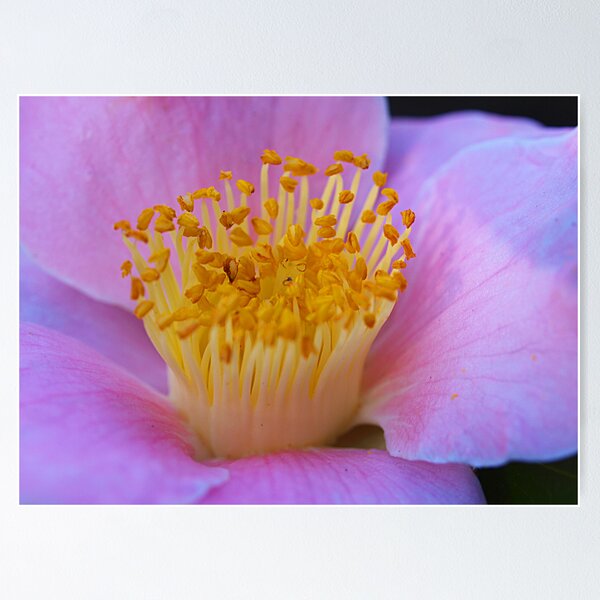 Item preview, Camellia - Mauve - Drouin, Gippsland designed and sold by Bev Pascoe.