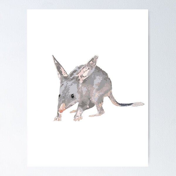 Item preview, Greater Bilby Macrotis lagotis by Chrissy Wild on white designed and sold by ChrissyWild.