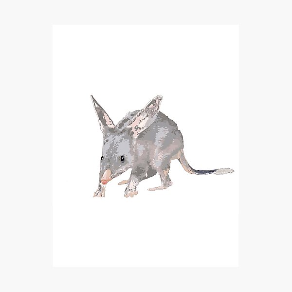 Item preview, Greater Bilby Macrotis lagotis by Chrissy Wild on white designed and sold by ChrissyWild.