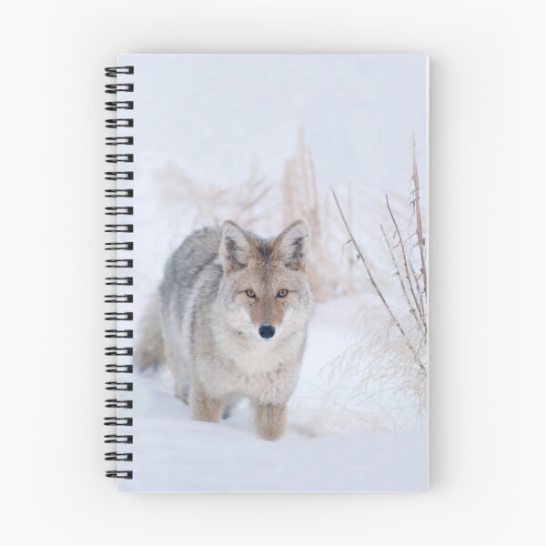 Item preview, Coyote in Snow at Yellowstone NP designed and sold by TheCurators.