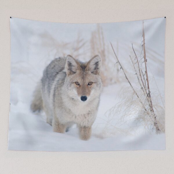 Item preview, Coyote in Snow at Yellowstone NP designed and sold by TheCurators.