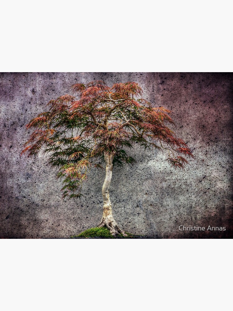 Japanese Maple by 2Bricks
