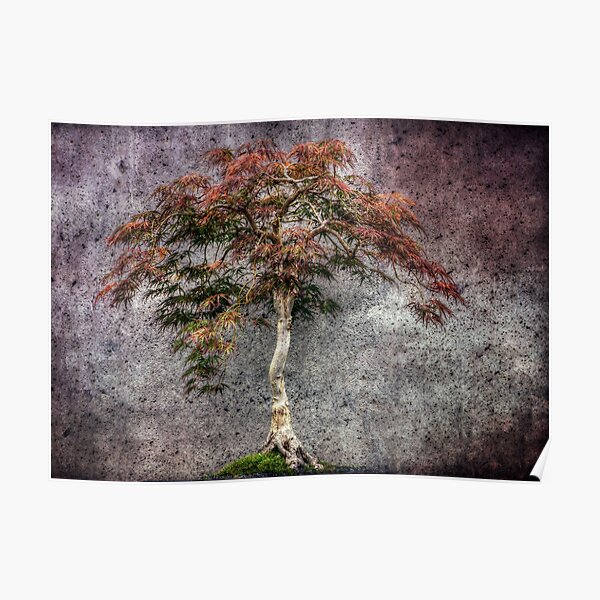 Japanese Maple Poster