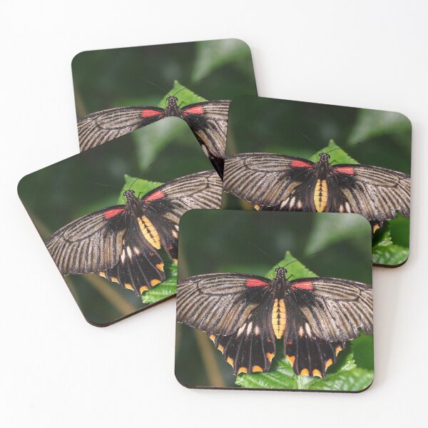 Item preview, Low's swallowtail designed and sold by GreyFeatherPhot.
