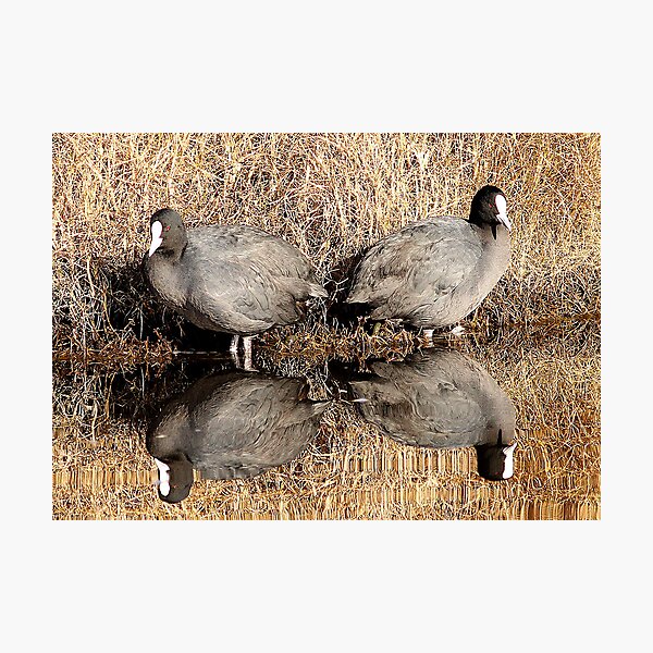 Item preview, double reflection designed and sold by birdpics.