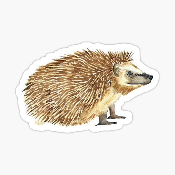 Hedgehog Sticker