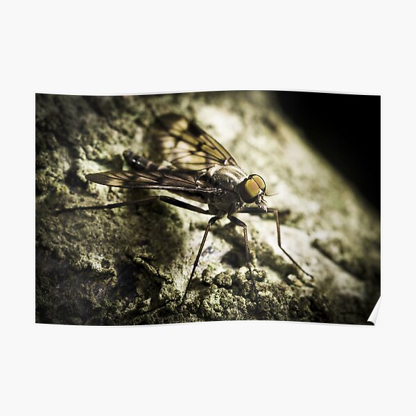 Gothic Fly Poster