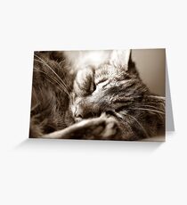 Let Sleeping Cats Lie Greeting Card