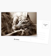 Let Sleeping Cats Lie Postcards