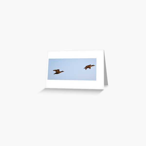 Two Eiders Greeting Card