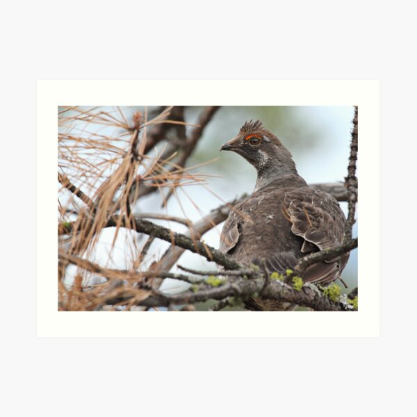 Grouse in a Pine Tree Art Print