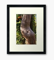 Pregnant Tree Framed Print