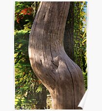 Pregnant Tree Poster