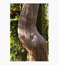 Pregnant Tree Photographic Print