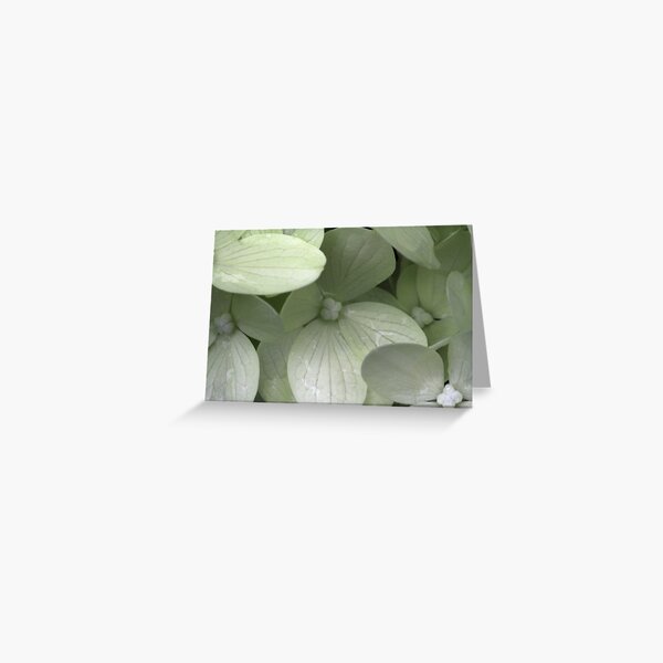 Fade to White Greeting Card