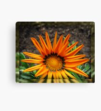 Glorious Gazenia in Mirrored Frame Leinwanddruck
