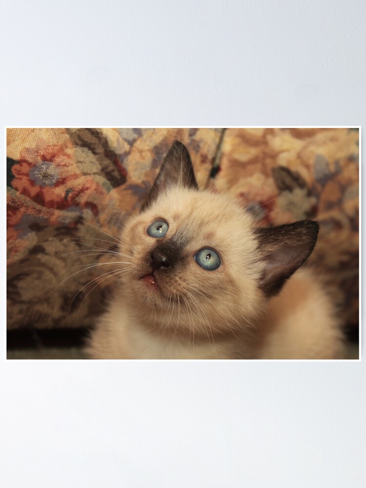 Thumbnail 1 of 3, Poster, Adopt Me? designed and sold by idnurse41.