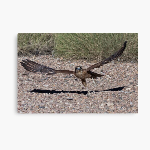 Whistling Kite Chasing Prey 1 Canvas Print