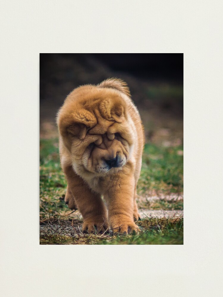 chow chow fawn