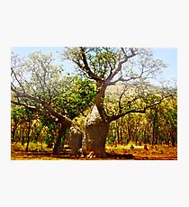 *Boab Trees in the Kimberly Region Outback Australia Photographic Print